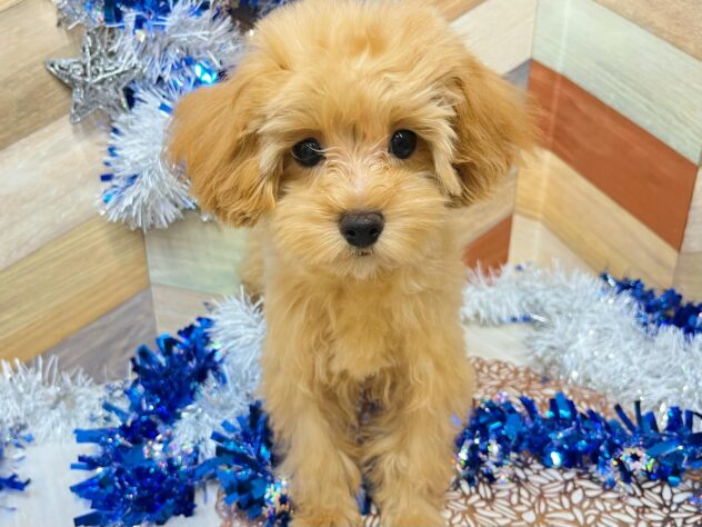 高知県のマルプー(マルチーズ×プードル) (ワンキャラット アミーゴ高知店/2025年8月27日生まれ/女の子/レッド)の子犬の3枚目の画像