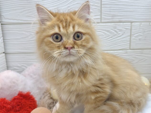 兵庫県のサイベリアン (ワンキャラット アミーゴ姫路飾磨店/2025年9月1日生まれ/女の子/レッドタビー)の子猫の1枚目の画像