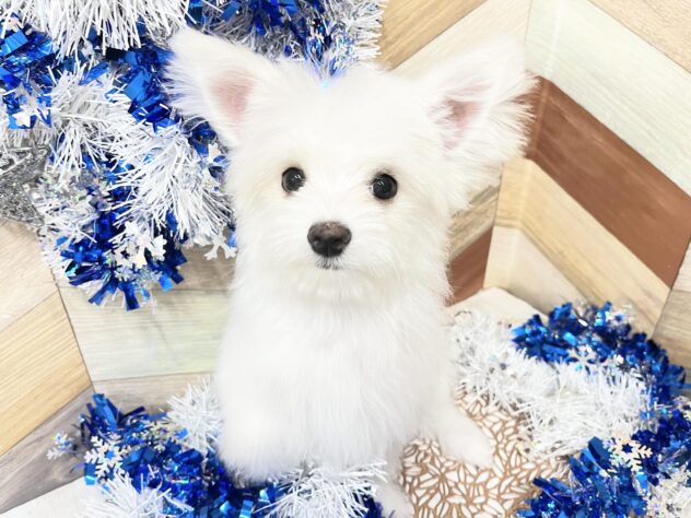 高知県のチワマル/マルチワ(チワワ×マルチーズ) (ワンキャラット アミーゴ高知店/2025年8月31日生まれ/男の子/クリームホワイト)の子犬の2枚目の画像