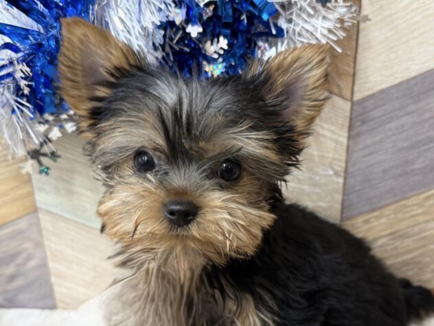 高知県のヨークシャーテリア (ワンキャラット アミーゴ高知店/2025年10月11日生まれ/女の子/スチールブルータン)の子犬の2枚目の画像