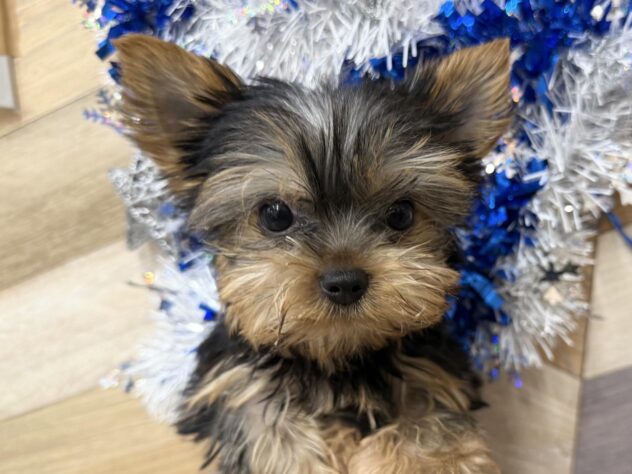 高知県のヨークシャーテリア (ワンキャラット アミーゴ高知店/2025年10月11日生まれ/女の子/スチールブルータン)の子犬の1枚目の画像