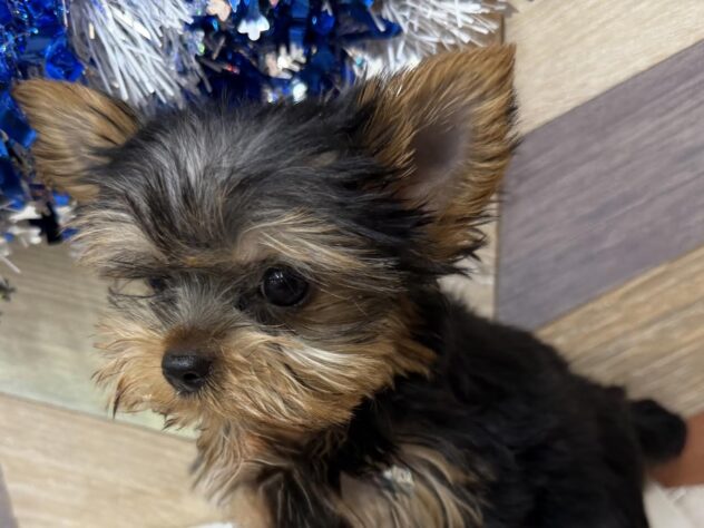 高知県のヨークシャーテリア (ワンキャラット アミーゴ高知店/2025年10月11日生まれ/女の子/スチールブルータン)の子犬の3枚目の画像