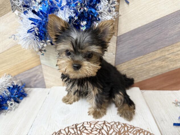 高知県のヨークシャーテリア (ワンキャラット アミーゴ高知店/2025年10月11日生まれ/女の子/スチールブルータン)の子犬の4枚目の画像
