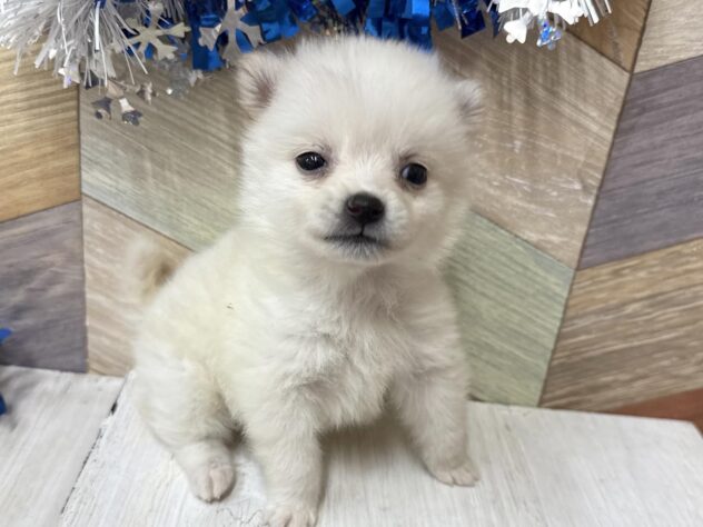 高知県のポメ柴/豆ポメ/ポメ豆柴(ポメラニアン×柴犬) (ワンキャラット アミーゴ高知店/2026年11月15日生まれ/男の子/ホワイト)の子犬の2枚目の画像