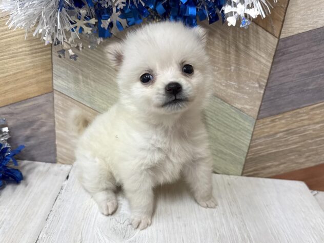 高知県のポメ柴/豆ポメ/ポメ豆柴(ポメラニアン×柴犬) (ワンキャラット アミーゴ高知店/2026年11月15日生まれ/男の子/ホワイト)の子犬の3枚目の画像
