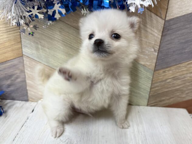 高知県のポメ柴/豆ポメ/ポメ豆柴(ポメラニアン×柴犬) (ワンキャラット アミーゴ高知店/2026年11月15日生まれ/男の子/ホワイト)の子犬の4枚目の画像