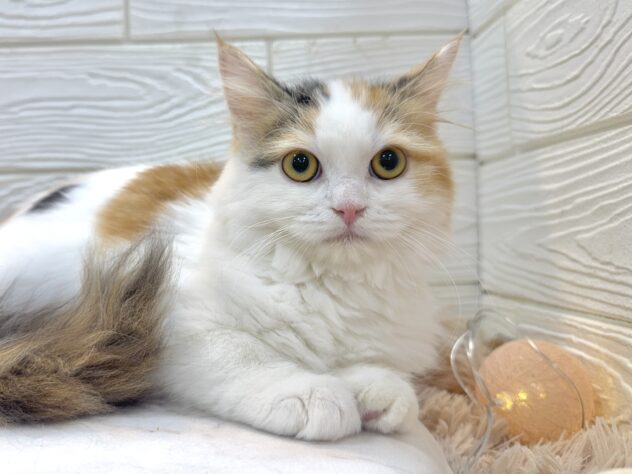 兵庫県のミヌエット (ワンキャラット アミーゴ姫路飾磨店/2025年8月16日生まれ/女の子/ブラウンパッチドタビーホワイト)の子猫の1枚目の画像