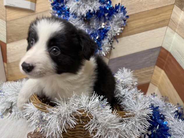 高知県のボーダーコリー (ワンキャラット アミーゴ高知店/2026年11月16日生まれ/女の子/ブラックホワイト)の子犬の4枚目の画像