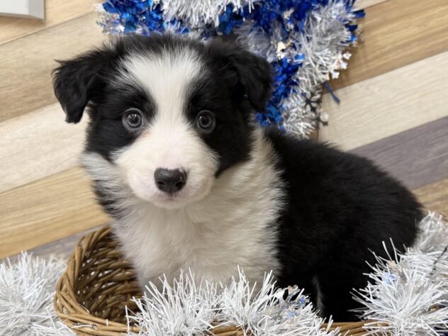 高知県のボーダーコリー (ワンキャラット アミーゴ高知店/2026年11月16日生まれ/女の子/ブラックホワイト)の子犬の1枚目の画像