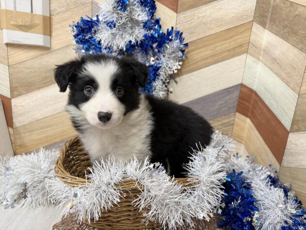 高知県のボーダーコリー (ワンキャラット アミーゴ高知店/2026年11月16日生まれ/女の子/ブラックホワイト)の子犬の2枚目の画像