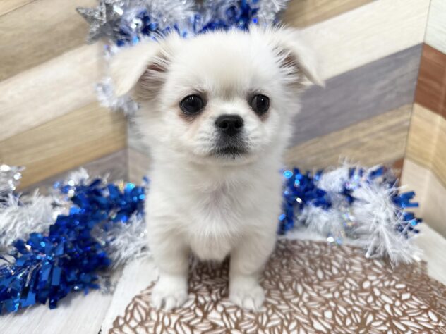 高知県のチワペキ/ペキチー/ペキチワ(チワワ×ペキニーズ) (ワンキャラット アミーゴ高知店/2025年11月15日生まれ/女の子/クリーム)の子犬の1枚目の画像