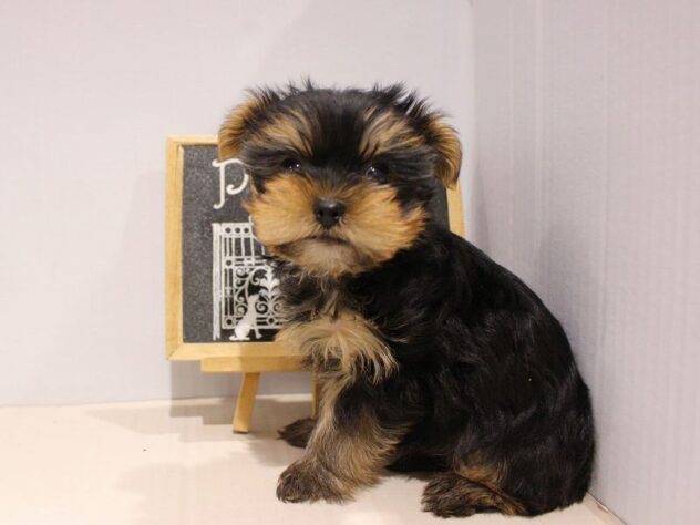 兵庫県のヨークシャーテリア (ペット・プラザ アミーゴつかしん店/2025年11月20日生まれ/女の子/スチールブルータン)の子犬の2枚目の画像