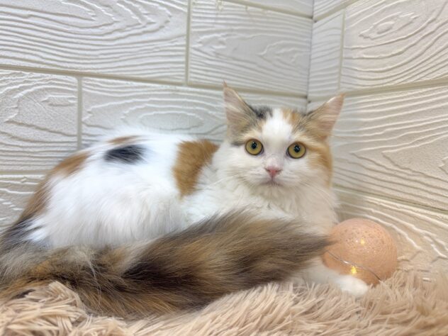兵庫県のミヌエット (ワンキャラット アミーゴ姫路飾磨店/2025年8月16日生まれ/女の子/ブラウンパッチドタビーホワイト)の子猫の3枚目の画像