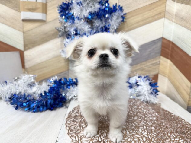 高知県のチワペキ/ペキチー/ペキチワ(チワワ×ペキニーズ) (ワンキャラット アミーゴ高知店/2025年11月15日生まれ/女の子/クリーム)の子犬の4枚目の画像