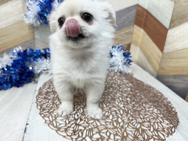 高知県のチワペキ/ペキチー/ペキチワ(チワワ×ペキニーズ) (ワンキャラット アミーゴ高知店/2025年11月15日生まれ/女の子/クリーム)の子犬の3枚目の画像