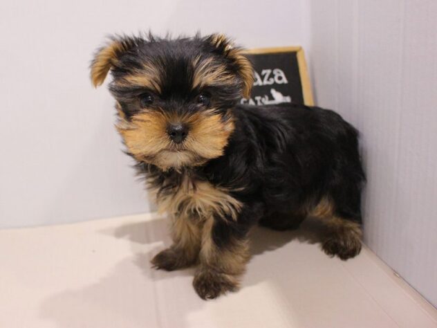 兵庫県のヨークシャーテリア (ペット・プラザ アミーゴつかしん店/2025年11月20日生まれ/女の子/スチールブルータン)の子犬の1枚目の画像
