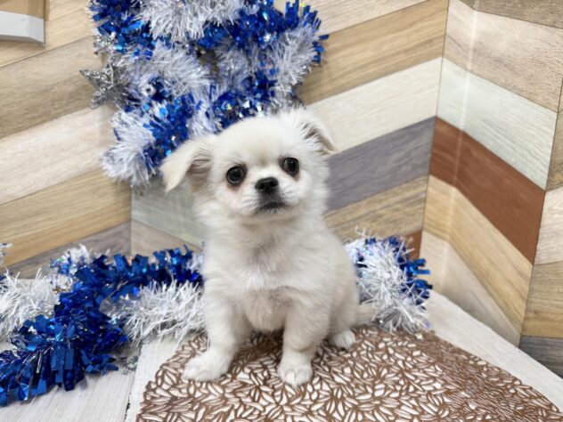 高知県のチワペキ/ペキチー/ペキチワ(チワワ×ペキニーズ) (ワンキャラット アミーゴ高知店/2025年11月15日生まれ/女の子/クリーム)の子犬の2枚目の画像
