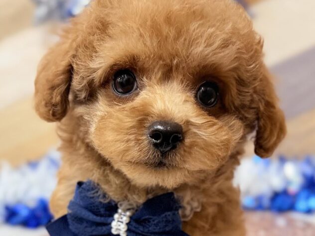 高知県のトイプードル(トイ) (ワンキャラット アミーゴ高知店/2025年11月5日生まれ/男の子/オレンジフォーン)の子犬の1枚目の画像