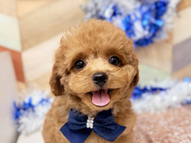 高知県のトイプードル(トイ) (ワンキャラット アミーゴ高知店/2025年11月5日生まれ/男の子/オレンジフォーン)の子犬の2枚目の画像