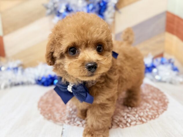 高知県のトイプードル(トイ) (ワンキャラット アミーゴ高知店/2025年11月5日生まれ/男の子/オレンジフォーン)の子犬の3枚目の画像