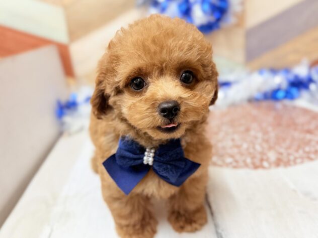 高知県のトイプードル(トイ) (ワンキャラット アミーゴ高知店/2025年11月5日生まれ/男の子/オレンジフォーン)の子犬の4枚目の画像