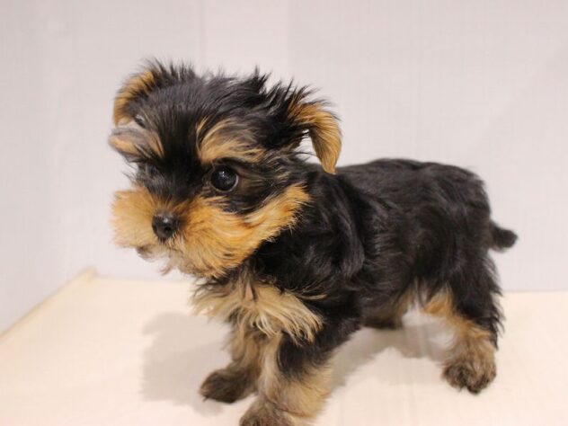 兵庫県のヨークシャーテリア (ペット・プラザ アミーゴつかしん店/2025年11月20日生まれ/女の子/スチールブルータン)の子犬の3枚目の画像