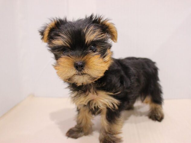 兵庫県のヨークシャーテリア (ペット・プラザ アミーゴつかしん店/2025年11月20日生まれ/女の子/スチールブルータン)の子犬の4枚目の画像