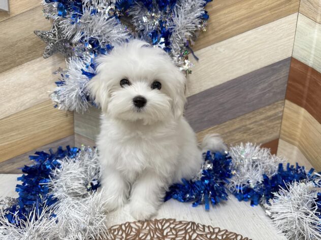 高知県のマルチーズ (ワンキャラット アミーゴ高知店/2025年10月15日生まれ/男の子/ホワイト)の子犬の3枚目の画像