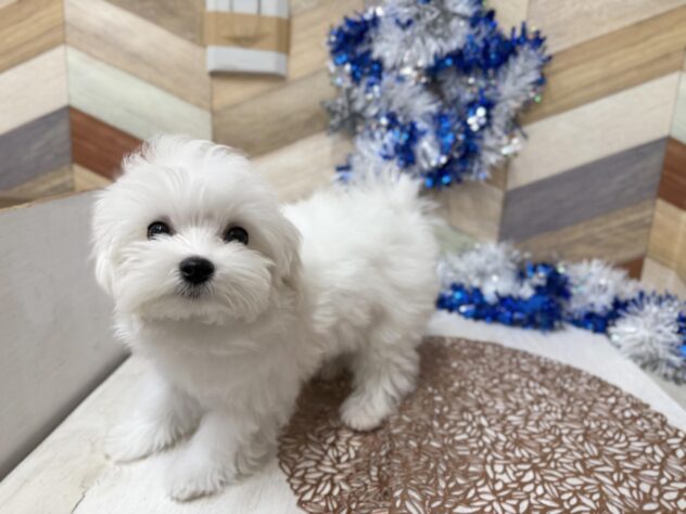 高知県のマルチーズ (ワンキャラット アミーゴ高知店/2025年10月15日生まれ/男の子/ホワイト)の子犬の4枚目の画像