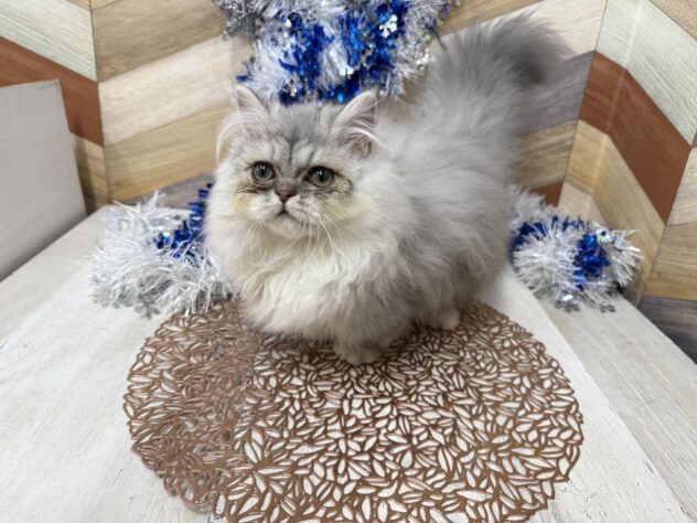 高知県のミヌエット (ワンキャラット アミーゴ高知店/2025年9月18日生まれ/男の子/チンチラシルバー)の子猫の4枚目の画像