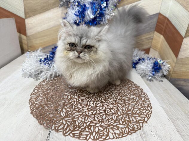 高知県のミヌエット (ワンキャラット アミーゴ高知店/2025年9月18日生まれ/男の子/チンチラシルバー)の子猫の3枚目の画像