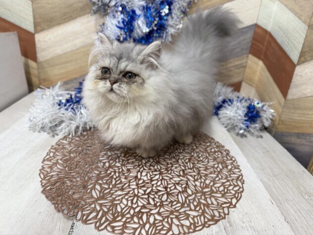 高知県のミヌエット (ワンキャラット アミーゴ高知店/2025年9月18日生まれ/男の子/チンチラシルバー)の子猫の2枚目の画像