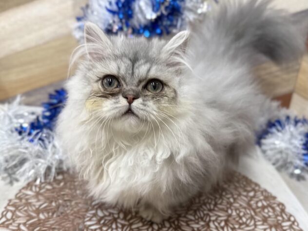 高知県のミヌエット (ワンキャラット アミーゴ高知店/2025年9月18日生まれ/男の子/チンチラシルバー)の子猫の1枚目の画像