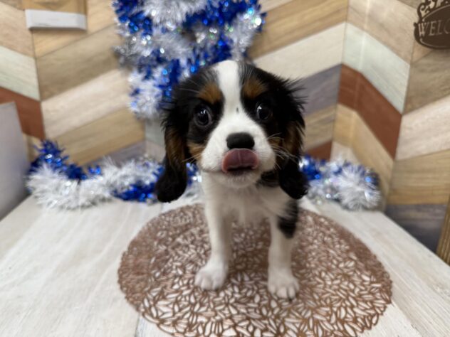 高知県のキャバリアキングチャールズスパニエル (ワンキャラット アミーゴ高知店/2025年11月2日生まれ/男の子/トライカラー)の子犬の4枚目の画像