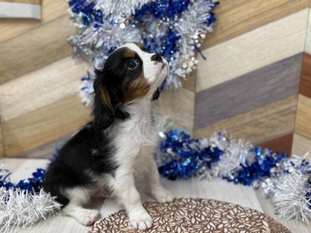 高知県のキャバリアキングチャールズスパニエル (ワンキャラット アミーゴ高知店/2025年11月2日生まれ/男の子/トライカラー)の子犬の3枚目の画像