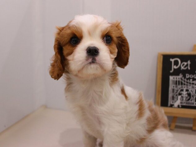 兵庫県のキャバリアキングチャールズスパニエル (ペット・プラザ アミーゴつかしん店/2025年11月23日生まれ/男の子/ブレンハイム)の子犬の1枚目の画像