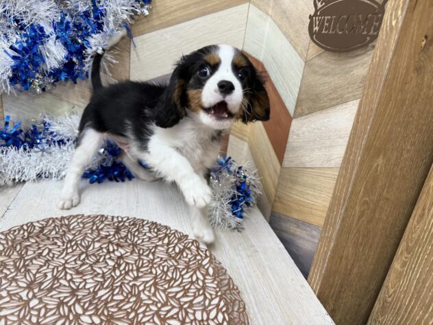 高知県のキャバリアキングチャールズスパニエル (ワンキャラット アミーゴ高知店/2025年11月2日生まれ/男の子/トライカラー)の子犬の2枚目の画像