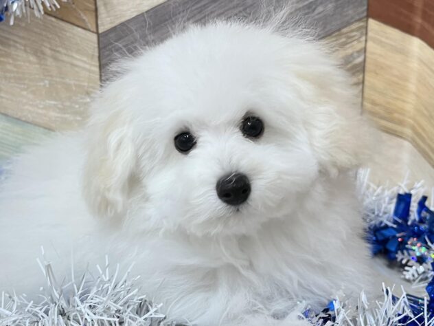 高知県のトイプードル(トイ) (ワンキャラット アミーゴ高知店/2025年10月2日生まれ/男の子/ホワイト)の子犬の1枚目の画像
