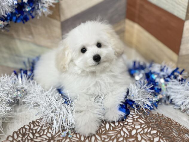 高知県のトイプードル(トイ) (ワンキャラット アミーゴ高知店/2025年10月2日生まれ/男の子/ホワイト)の子犬の2枚目の画像