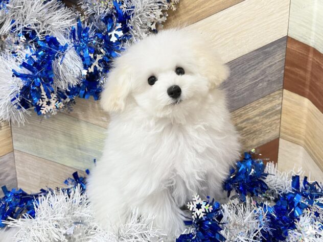 高知県のトイプードル(トイ) (ワンキャラット アミーゴ高知店/2025年10月2日生まれ/男の子/ホワイト)の子犬の4枚目の画像