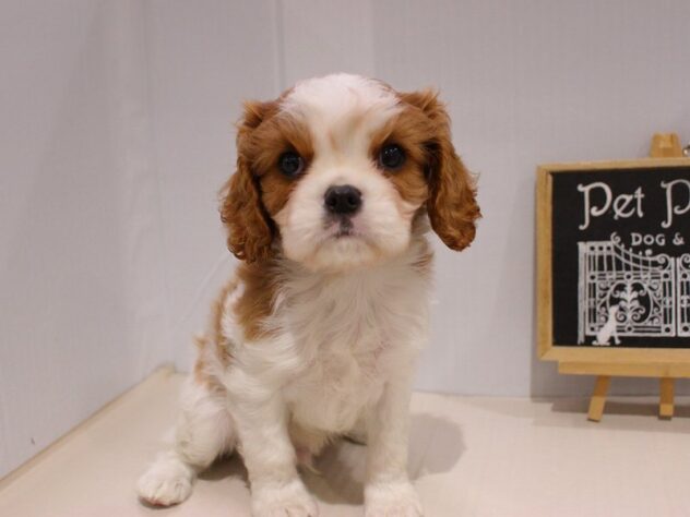 兵庫県のキャバリアキングチャールズスパニエル (ペット・プラザ アミーゴつかしん店/2025年11月23日生まれ/男の子/ブレンハイム)の子犬の2枚目の画像