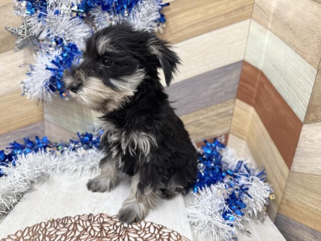 高知県のミニチュアシュナウザー (ワンキャラット アミーゴ高知店/2025年11月8日生まれ/女の子/ブラックシルバー)の子犬の4枚目の画像