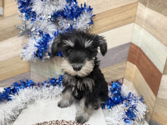 高知県のミニチュアシュナウザー (ワンキャラット アミーゴ高知店/2025年11月8日生まれ/女の子/ブラックシルバー)の子犬の3枚目の画像