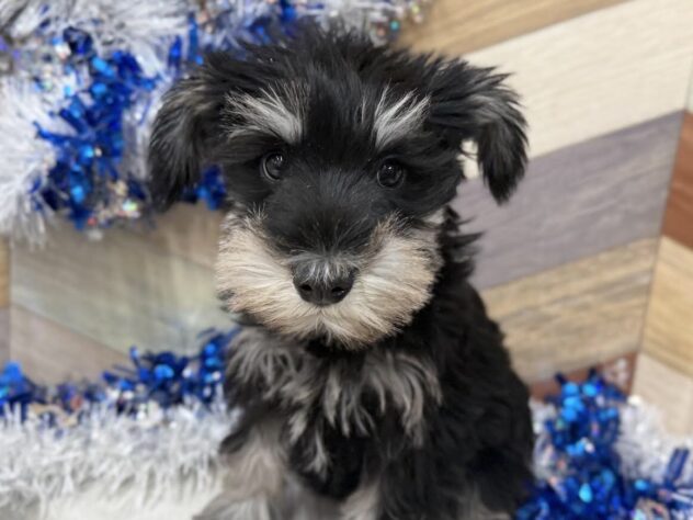 高知県のミニチュアシュナウザー (ワンキャラット アミーゴ高知店/2025年11月8日生まれ/女の子/ブラックシルバー)の子犬の1枚目の画像