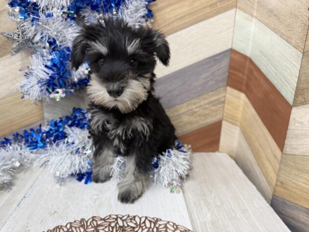 高知県のミニチュアシュナウザー (ワンキャラット アミーゴ高知店/2025年11月8日生まれ/女の子/ブラックシルバー)の子犬の2枚目の画像