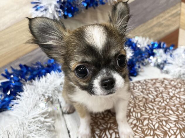 高知県のチワワ(ロング) (ワンキャラット アミーゴ高知店/2025年10月31日生まれ/男の子/レッドホワイト)の子犬の1枚目の画像