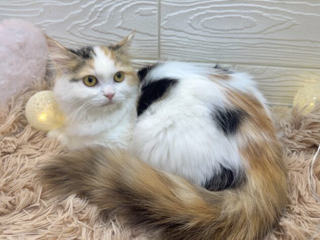 兵庫県のミヌエット (ワンキャラット アミーゴ姫路飾磨店/2025年8月16日生まれ/女の子/ブラウンパッチドタビーホワイト)の子猫の4枚目の画像