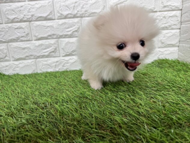 新潟県のポメラニアン (アミーゴ新潟小新店/2025年11月10日生まれ/男の子/ホワイト)の子犬の2枚目の画像