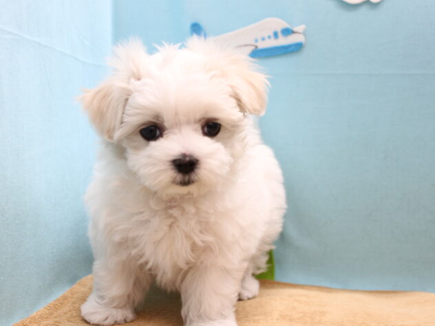 愛媛県のマルチーズ (アミーゴ今治店/2025年11月9日生まれ/女の子/ホワイト)の子犬の2枚目の画像