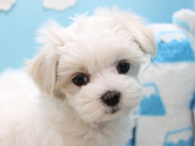 愛媛県のマルチーズ (アミーゴ今治店/2025年11月9日生まれ/女の子/ホワイト)の子犬の1枚目の画像